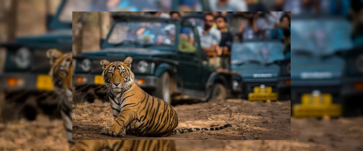 Ranthambore