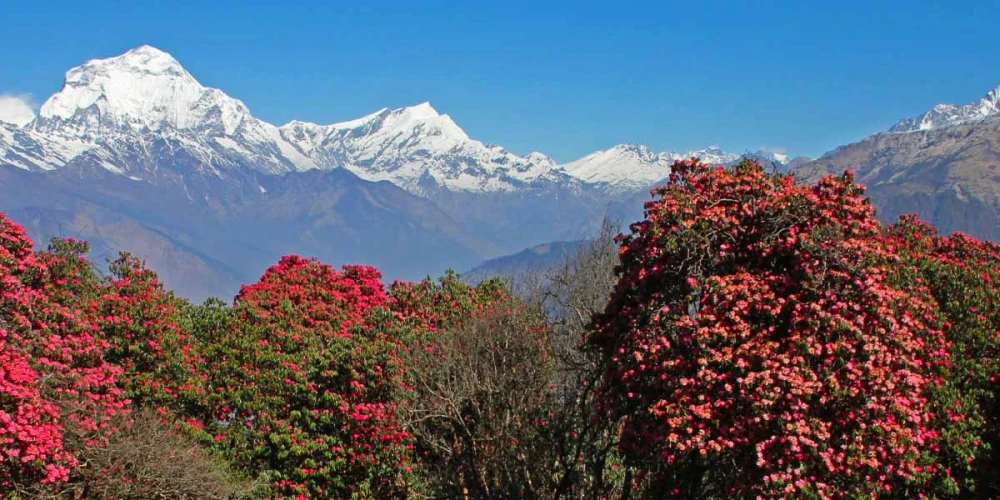 Ghorepani & Poon Hill