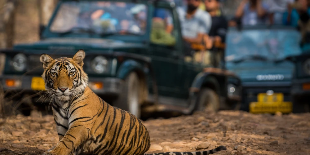 Ranthambore